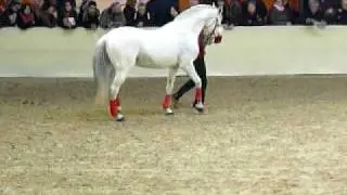 ♂ Cassini II- jumping stallion  (Holst) by Capitol I