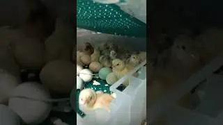 Incubadora de pollitos - consejo luego de que nacen los pollitos