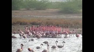 Lesser Flamingo's Courtship Dance