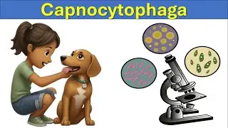 The Dangers of Capnocytophaga: A Guide for Pet Lovers