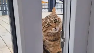 Why Do Cats Follow Their Owners Around? 🐱