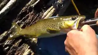 When fish fight back!