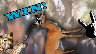 Turn down for what - Gazella WIN!!! - CUC&Uacute;?
