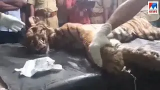 മണിയാറിൽ കടുവയുടെ വായിൽ മുള്ള്; മരണകാരണം ന്യുമോണിയ | Pathanamthitta | Tiger