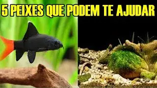 5 PEIXES COMEDORES DE ALGAS