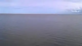Pilot Whale in the Cromarty Firth - EcoVentures