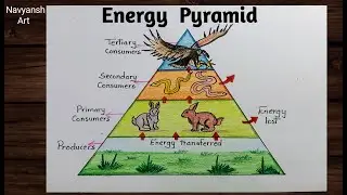 Energy Pyramid drawing / How to draw Ecological Pyramid easily and step by step