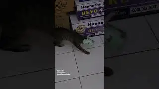 #cute #cats #catvideos #cutecat #kitten #gemoy #gemes #kawaii #sillycat #straycat #indonesia