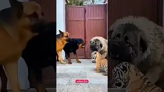Animals Funny Video 🤣🤣🤣 #foryou #shortfeed #videos