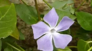 Common periwinkle - Vinca minor  - Vetrarlauf - H&ouml;rpulauf - S&iacute;gr&aelig;nar pl&ouml;ntur - Eiturjurtir