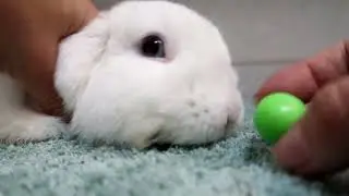 Rabbit thief 토끼 도둑 |Gerda kitten