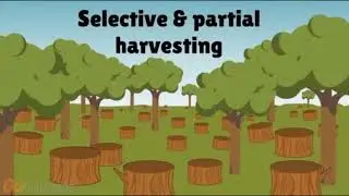 Unsustainable Practices (School Project)