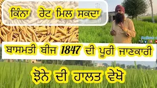 ਬਾਸਮਤੀ 1847 ਬੀਜ ਦੀ ਪੂਰੀ ਜਾਣਕਾਰੀ Full information about Paddy Seed 1847 #kissan #longowal