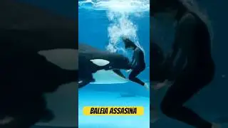 Baleia com mulher na boca, baleia assasina, baleia na piscina