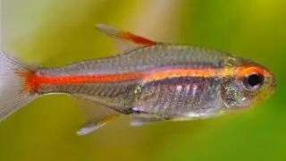 Orange  Glowlight Tetras
