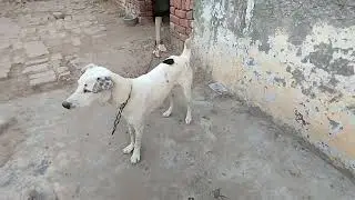 Two Dogs, One Heart 🐶💞 | Beautiful Bond Between Male & Female Dog
