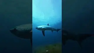 #shark #fishing #shortclips #facts short video