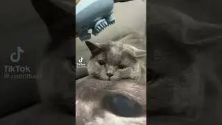 Super Cute Cat Getting Head Massage TikTok (Full Video) #cute #cat #tiktok #massage
