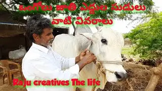 ఒంగోలు జాతి ఎద్దుల సుడులు వాటి వివరాలు  ongole bulls and carectors