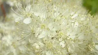 Meadowsweet - Filipendula ulmaria - Mja&eth;jurt - Gar&eth;pl&ouml;ntur - Ilmandi pl&ouml;ntur - Sk&oacute;garjurtir