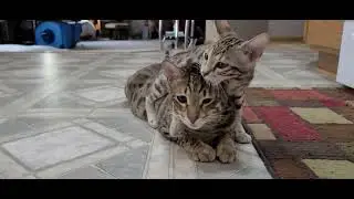 Savannah Cats (F4 kitten F5 adult)