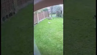 Brave Dog Saves Family From Wild Wolf Attack &ndash; Incredible Backyard Showdown!