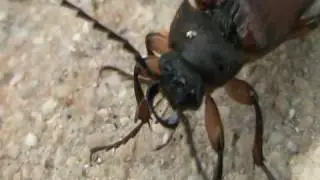 Bellissimi Coleotteri dalle grosse zanne - Beautiful Coleopteras with big fangs