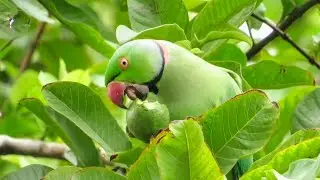 A Parrot Eating Raw Guava on Tree | Ringneck Parrot Feeding