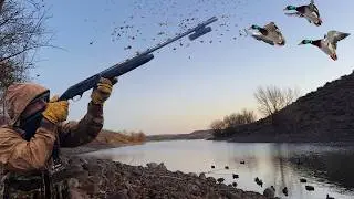 21 MALLARDS IN 50 MINUTES ON REMOTE MOUNTAIN RIVER