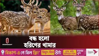 বরিশালে হরিণ দেখতে এসে হতাশ দর্শনার্থীরা | Barisal Deer Farm | Independent TV