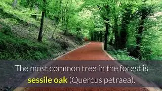 belgrade forest istanbul
