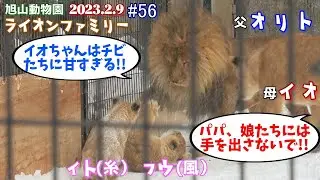 【母は強し！！チビ達を厳しくしつけようとするオリトにイオちゃんが待ったをかける！！イオの母性愛。】オリトファミリー劇場#56【2023/2/9旭山動物園のライオン一家】