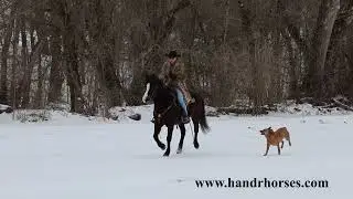 WELL BROKE DARK BAY MORGAN QUARTER HORSE CROSSBRED GELDING, GENTLE, FAMILY FRIENDLY, YOUTH RIDDEN