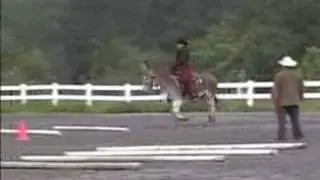 Apollo's Green Donkey Trail Class 2003