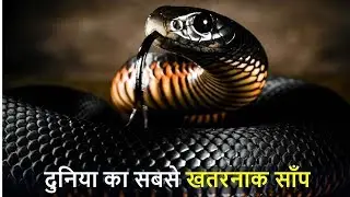 दुनिया के 5 सबसे खतरनाक सांप | 5 most dangerous snakes in the world