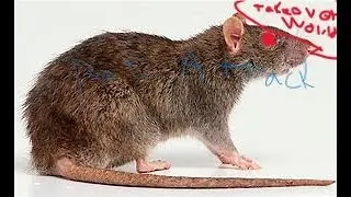 Rat Attack Is A Game Full Of RATS (Gorilla Tag Fan Game) Ep5