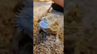 frito #beardeddragon #reptiles #lizard #petreptile #exotic #pet #cute #animals #adoreble #pets