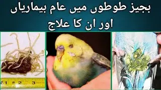 Common diseases of budgies and their easy treatment |budgies Care |parrot care