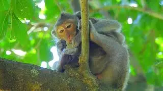 Jealousy milk   Baby monkey cry seizure for milk, mom give very difficult milk to her poor baby