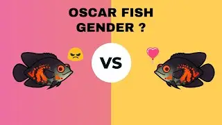 КАК ОПРЕДЕЛИТЬ ПОЛ РЫБЫ ОСКАРА: самец или самка?