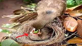 Streak eared bulbul Birds put blue worms in their mouths[baby nest review]