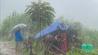 This is  Himalayan Village During The Rainy Season  | Organic Food Cooking |  Documentary Video