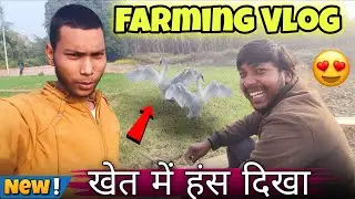 आज सिंचाई करते समय हंस दिखा खेत में ❤️