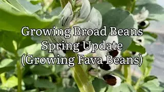 Growing Broad Beans 2023, Spring Update. Fava Beans Update