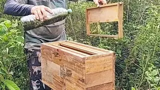 Como colocar caixa isca para capitura  abelha 🐝.