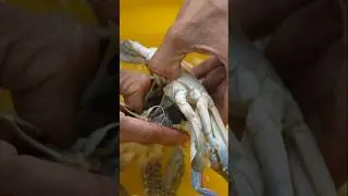 How to remove the crab's head 🦀