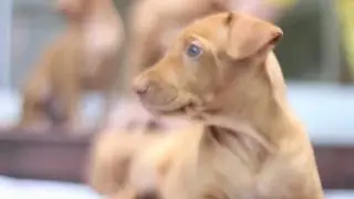 pharaoh hounds