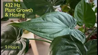 432 Hz Music for Plants 🌱 9 Hours Plant Growth, Healing & Positive Energy