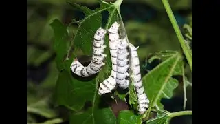 טוואי המשי - מחזור חיים שלם - Silk caterpillar