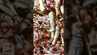 The Exploding Ant: Nature's Tiny Martyr!